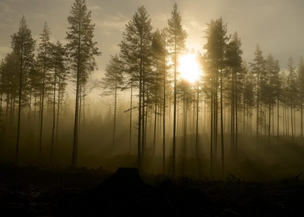 Trollsk skog, fotokunst veggbilde / plakat av Bård Basberg