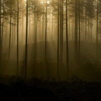 Trollsk skog, fotokunst veggbilde / plakat av Bård Basberg
