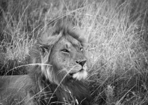 Unge løver i Masai Mara, fotokunst veggbilde / plakat av Erling Maartmann-Moe