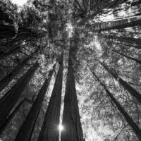 Redwood-trær, fotokunst veggbilde / plakat av Erling Maartmann-Moe
