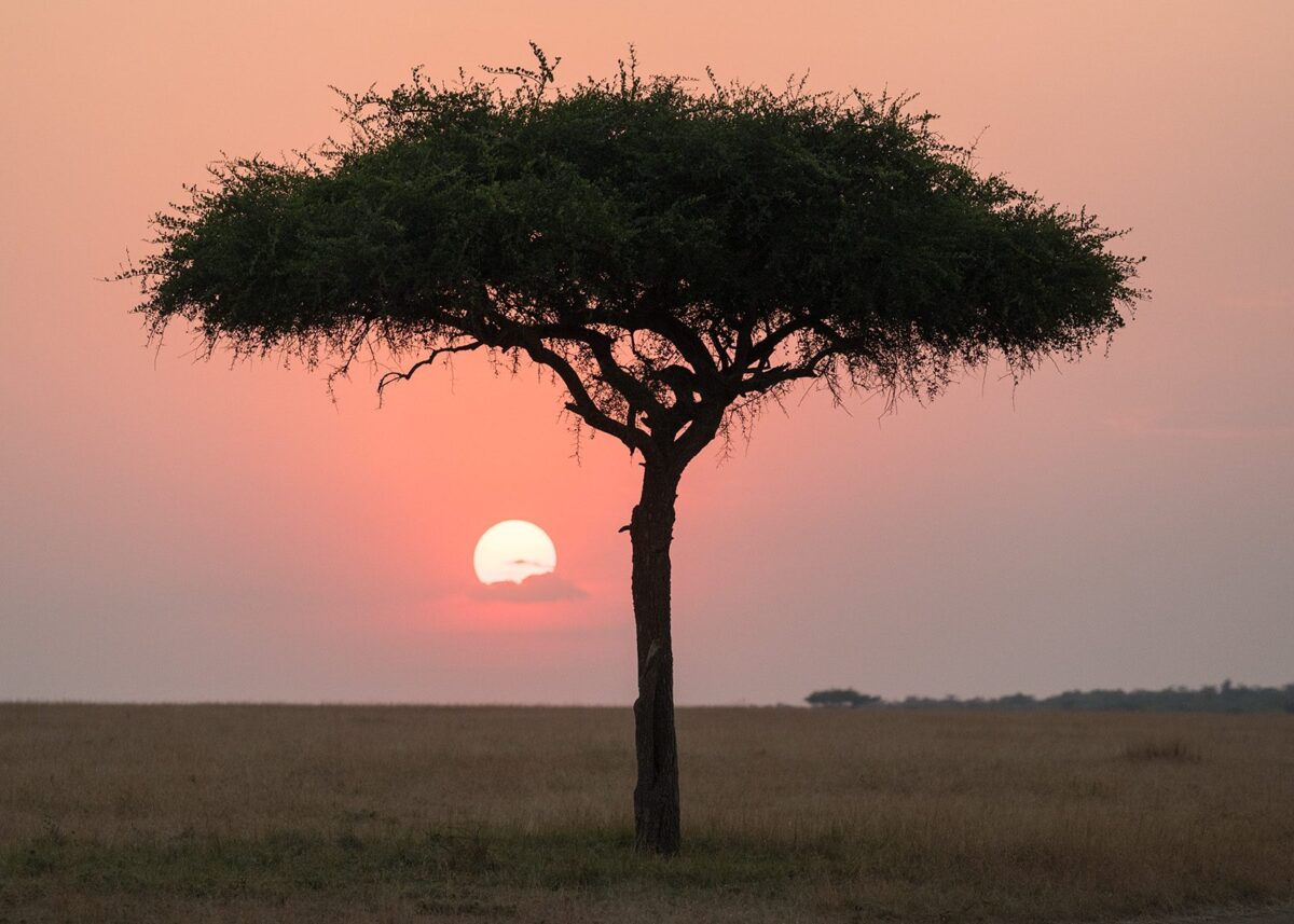 Solnedgang på savannen, fotokunst veggbilde / plakat av Erling Maartmann-Moe