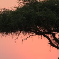 Solnedgang på savannen, fotokunst veggbilde / plakat av Erling Maartmann-Moe