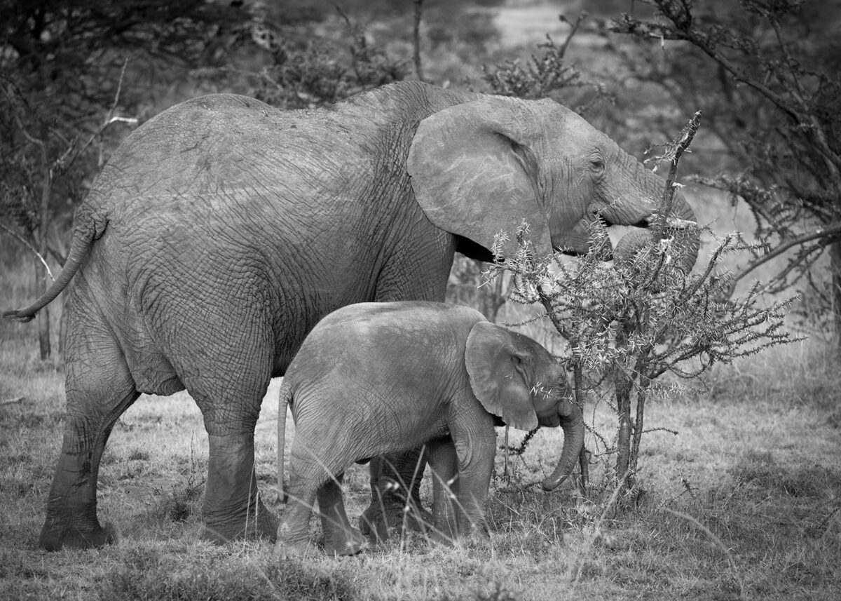 Elefantfamilie - mor og barn - på savannen i Masai Mara, fotokunst veggbilde / plakat av Erling Maartmann-Moe