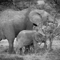 Elefantfamilie - mor og barn - på savannen i Masai Mara, fotokunst veggbilde / plakat av Erling Maartmann-Moe