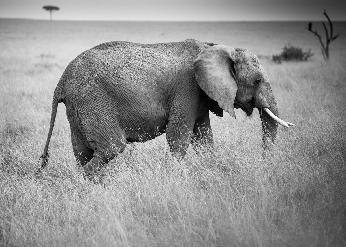 Elefant på savannen i Masai Mara, fotokunst veggbilde / plakat av Erling Maartmann-Moe