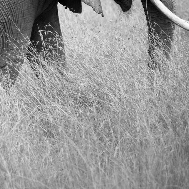 Elefant på savannen i Masai Mara, fotokunst veggbilde / plakat av Erling Maartmann-Moe