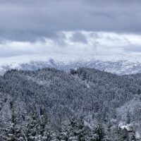Granskog med et teppe av snø, fotokunst veggbilde / plakat av Eirik Sørstrømmen