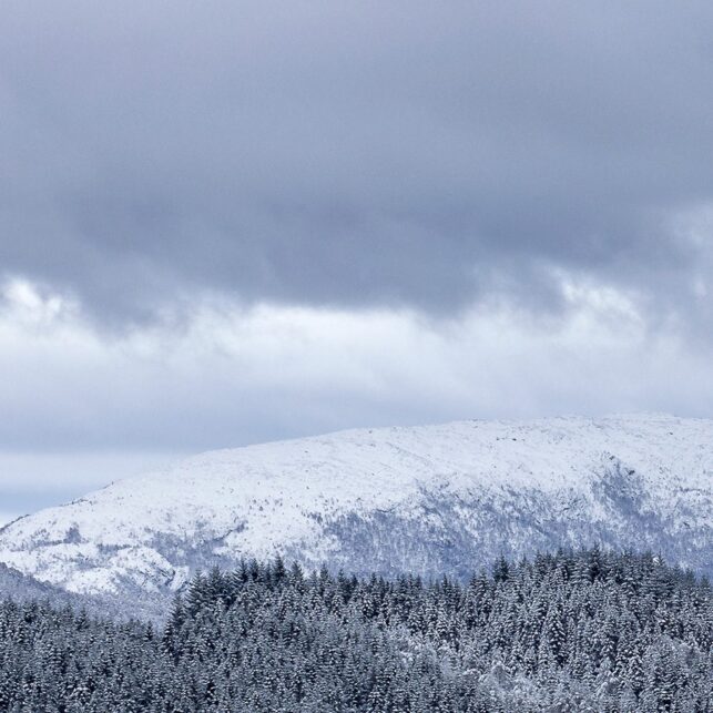 Granskog med et teppe av snø, fotokunst veggbilde / plakat av Eirik Sørstrømmen