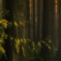 Stemningsfullt i skogen, fotokunst veggbilde / plakat av Eirik Sørstrømmen