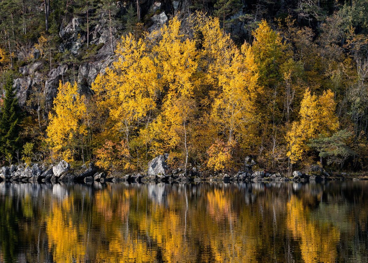 Høstfarger som reflekteres i innsjøen., fotokunst veggbilde / plakat av Eirik Sørstrømmen