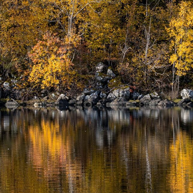 Høstfarger som reflekteres i innsjøen., fotokunst veggbilde / plakat av Eirik Sørstrømmen