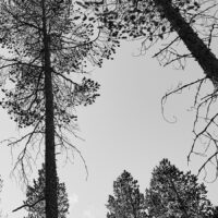 Femundskogen i sort-hvit, fotokunst veggbilde / plakat av Henning Mella