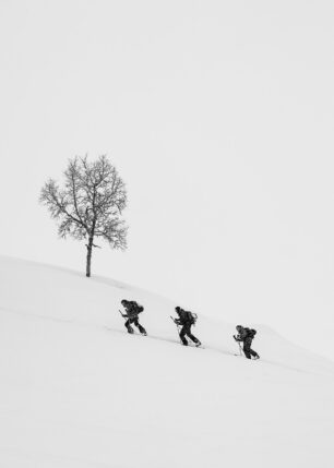 Tre skigåere passerer ei bjørk på vei opp til Togga i Sogndal. , fotokunst veggbilde / plakat av Kristian Aalerud