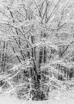 Trær i snødekt landskap, fotokunst veggbilde / plakat av Kristoffer Vangen