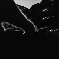 Isbjørn motlys, fotokunst veggbilde / plakat av Kåre Johansen