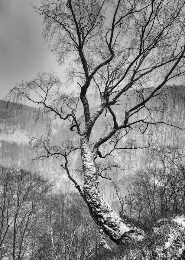 Vinterbjørk, fotokunst veggbilde / plakat av Kåre Johansen
