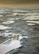 En isbjørn aker ned fra ei isblokk etter å ha speidet etter sel, fotokunst veggbilde / plakat av Kjell Erik Moseid