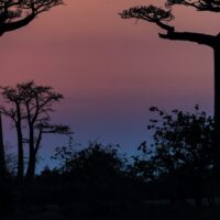 Solnedgang i baobab-avenyen, fotokunst veggbilde / plakat av Kåre Johansen