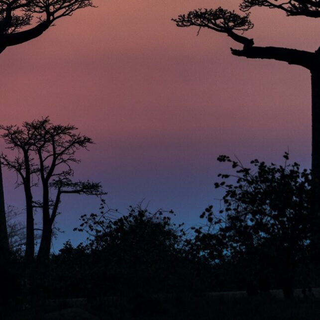 Solnedgang i baobab-avenyen, fotokunst veggbilde / plakat av Kåre Johansen