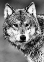 Hvit ulv, fotokunst veggbilde / plakat av Kjell Erik Reinhardtsen