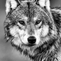 Portrett av ulv., fotokunst veggbilde / plakat av Kåre Johansen