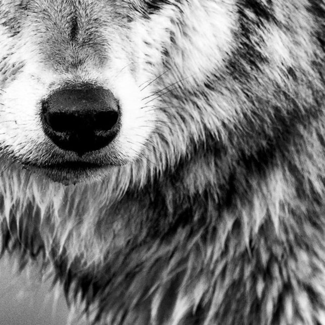 Portrett av ulv., fotokunst veggbilde / plakat av Kåre Johansen