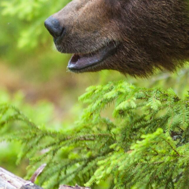 En bjørn mot en morken stubbe, fotokunst veggbilde / plakat av Kjell Erik Moseid