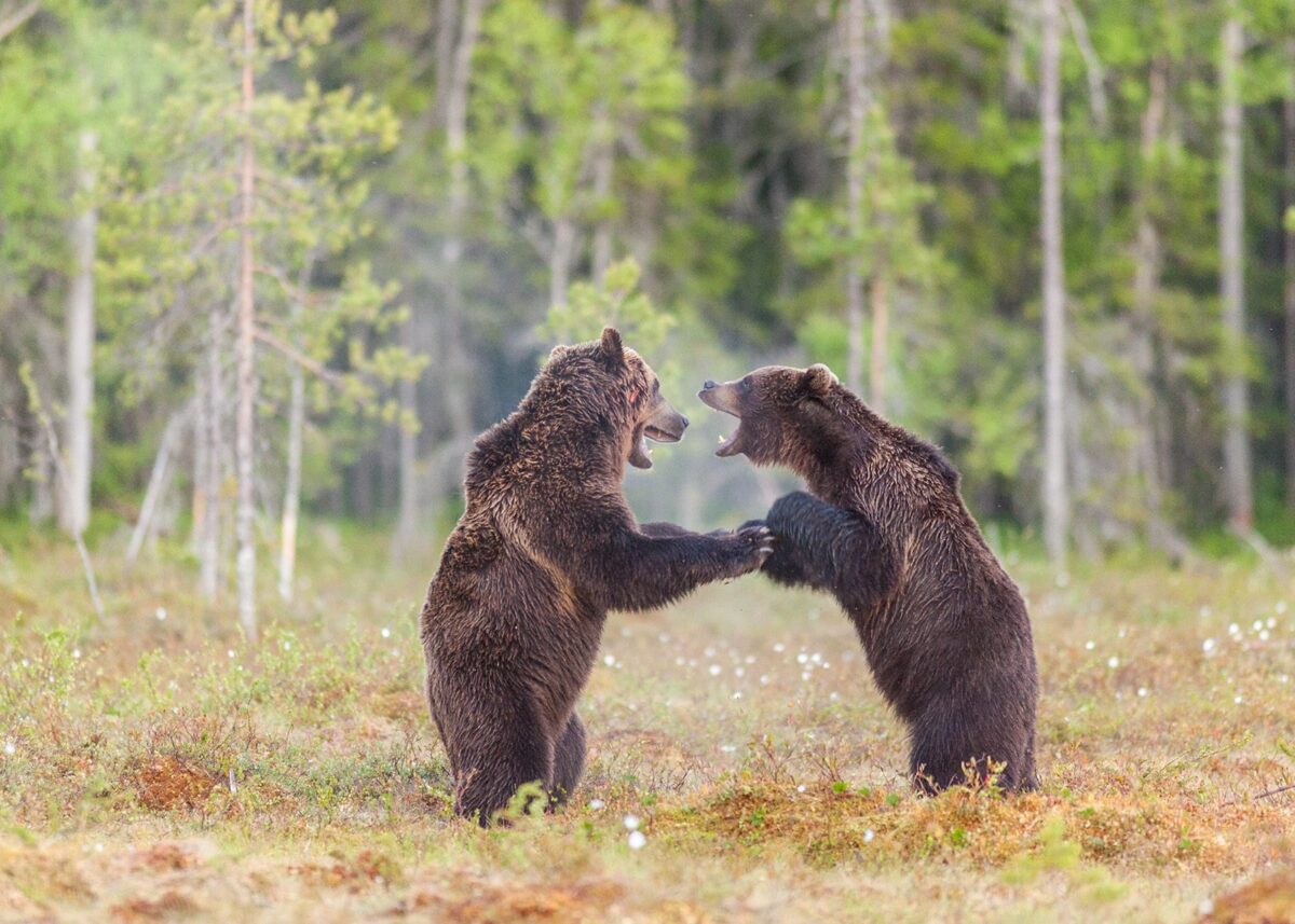 To bjørner sloss på ei myr, fotokunst veggbilde / plakat av Kjell Erik Moseid