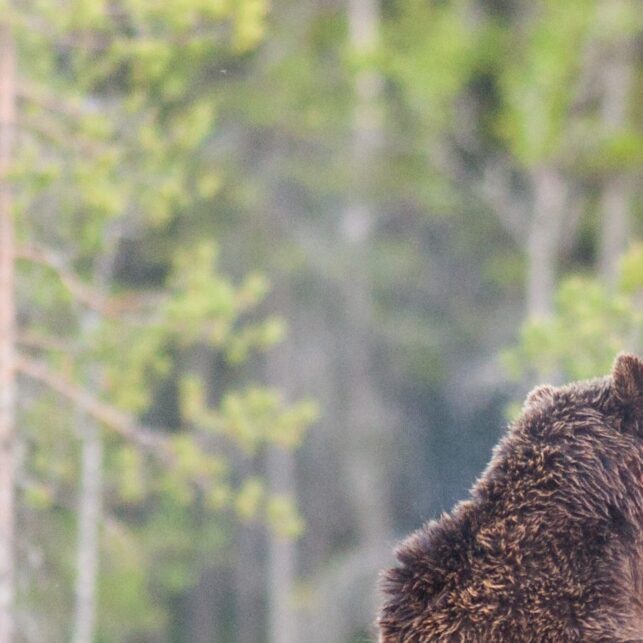To bjørner sloss på ei myr, fotokunst veggbilde / plakat av Kjell Erik Moseid