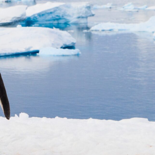 To bøylepingviner viser omsorg for hverandre, fotokunst veggbilde / plakat av Kjell Erik Moseid