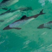 10 commersons delfiner i ei bølge nær stranden, fotokunst veggbilde / plakat av Kjell Erik Moseid