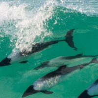10 commersons delfiner i ei bølge nær stranden, fotokunst veggbilde / plakat av Kjell Erik Moseid