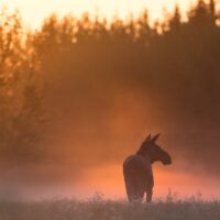 elg i morgentåke, fotokunst veggbilde / plakat av Kjell Erik Moseid