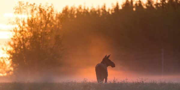 elg i morgentåke, fotokunst veggbilde / plakat av Kjell Erik Moseid