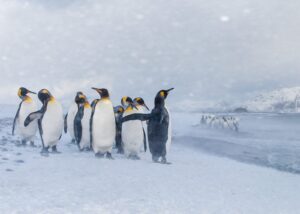 Pingvin på vandring, fotokunst veggbilde / plakat av Terje Kolaas