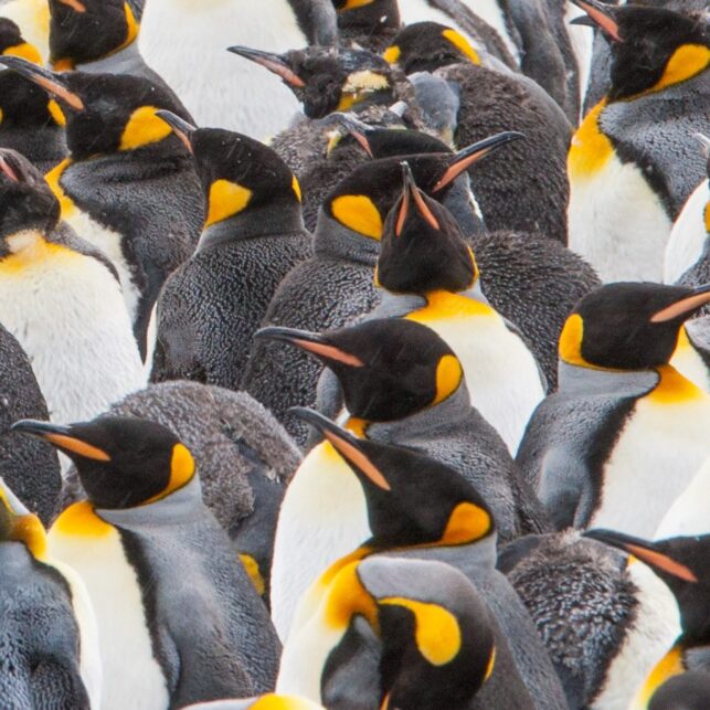 Tett flokk med kongepingviner venter på å dra ut på sjøen, fotokunst veggbilde / plakat av Kjell Erik Moseid
