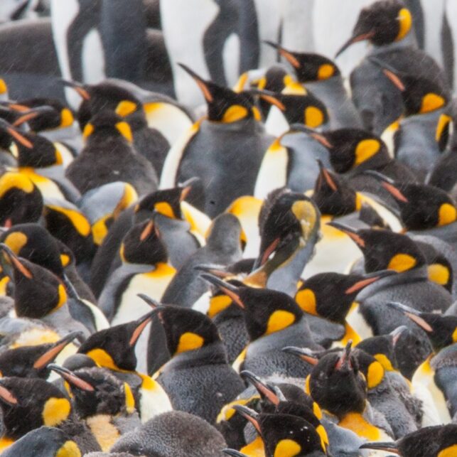 Tett flokk med kongepingviner venter på å dra ut på sjøen, fotokunst veggbilde / plakat av Kjell Erik Moseid