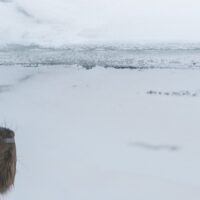 En bever speiler seg mens den steller pelsen, fotokunst veggbilde / plakat av Kjell Erik Moseid