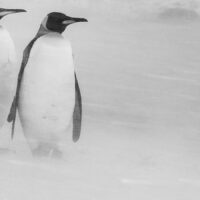 Pingviner i tett snødrev, fotokunst veggbilde / plakat av Kjell Erik Moseid