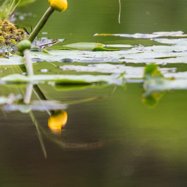 Bever i et lite skogstjern med vannliljer, fotokunst veggbilde / plakat av Kjell Erik Moseid