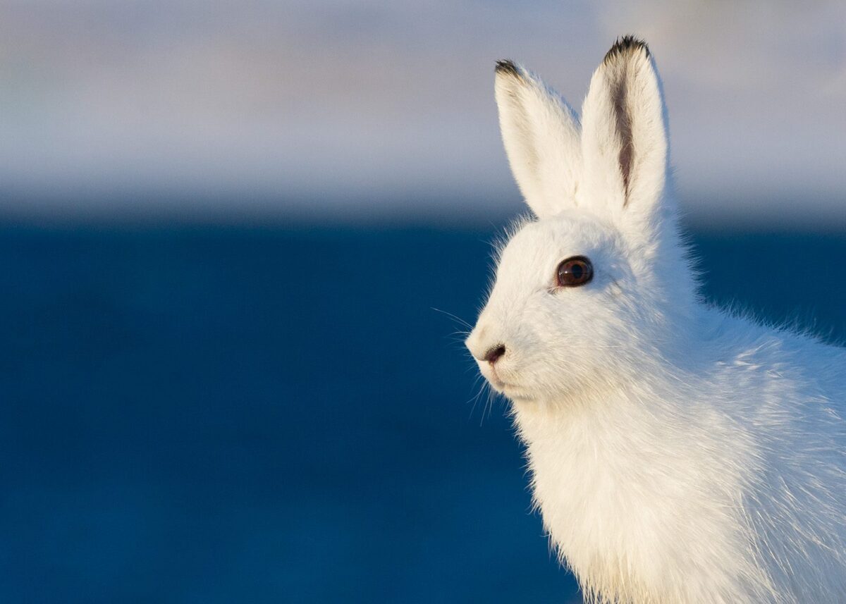 Portrett av en hare i vinterdrakt, fotokunst veggbilde / plakat av Kjell Erik Moseid
