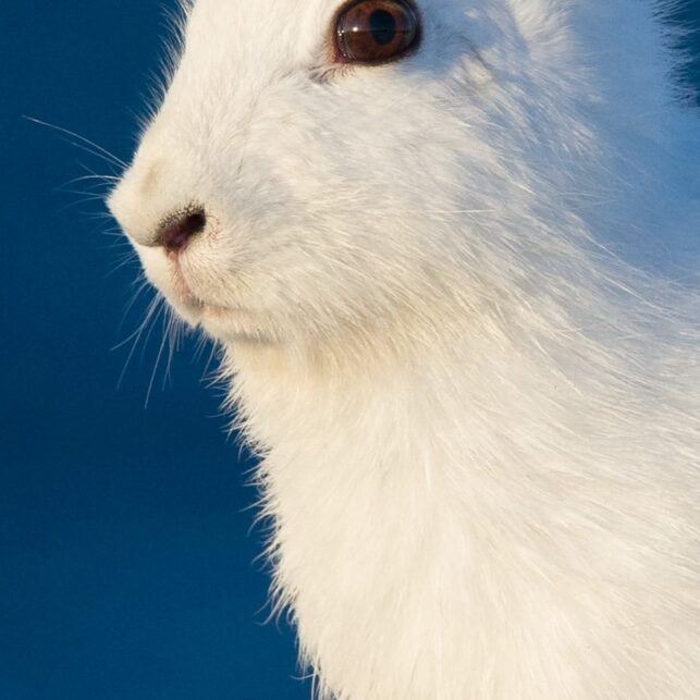 Portrett av en hare i vinterdrakt, fotokunst veggbilde / plakat av Kjell Erik Moseid