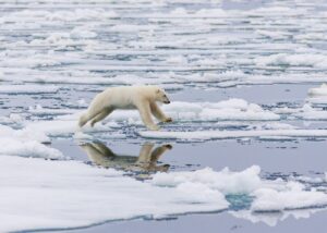 En isbjørn aker ned fra ei isblokk etter å ha speidet etter sel, fotokunst veggbilde / plakat av Kjell Erik Moseid