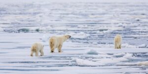 Isbjørn på vandring II, fotokunst veggbilde / plakat av Terje Kolaas
