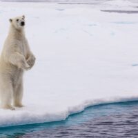 En isbjørn reiser seg opp på to for å få bedre oversikt, fotokunst veggbilde / plakat av Kjell Erik Moseid