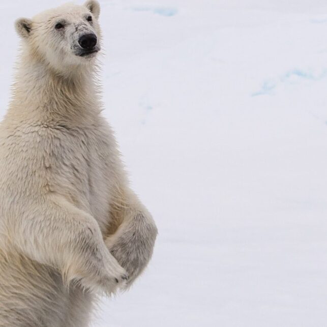 En isbjørn reiser seg opp på to for å få bedre oversikt, fotokunst veggbilde / plakat av Kjell Erik Moseid