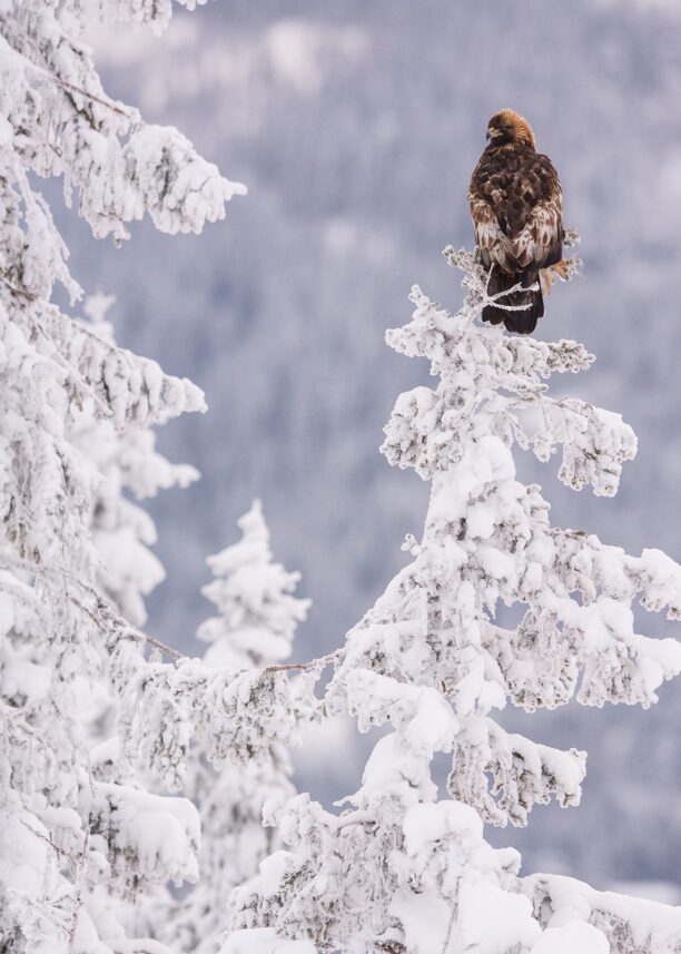 Kongeørn speider ut over vinterfjellet, fotokunst veggbilde / plakat av Kjell Erik Moseid