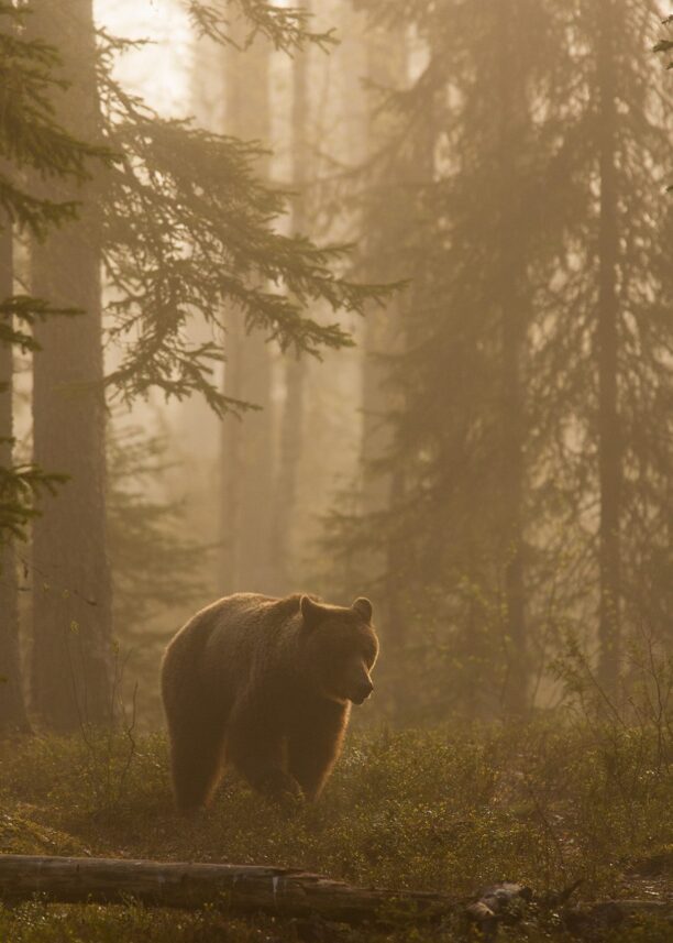 En bjørn kommer gående i morgenskodde, fotokunst veggbilde / plakat av Kjell Erik Moseid