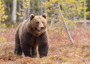 En bjørn mot en morken stubbe, fotokunst veggbilde / plakat av Kjell Erik Moseid