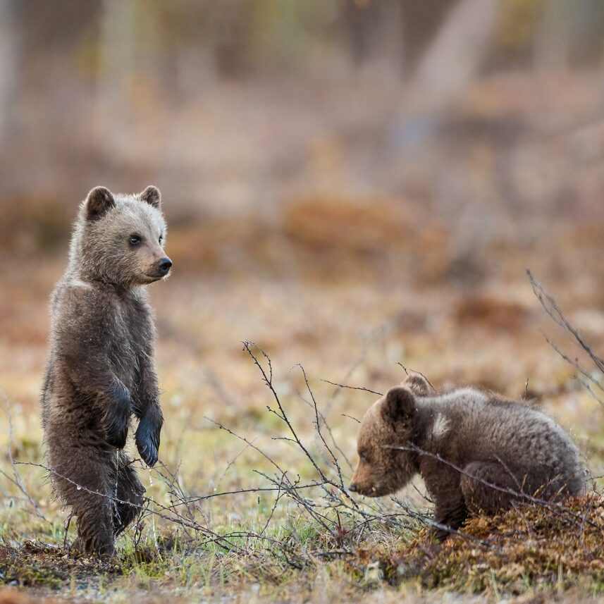 En liten bjørneunge går opp på to for å leke med en søsken, fotokunst veggbilde / plakat av Kjell Erik Moseid